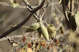 صورة Marsdenia mexicana Decne.