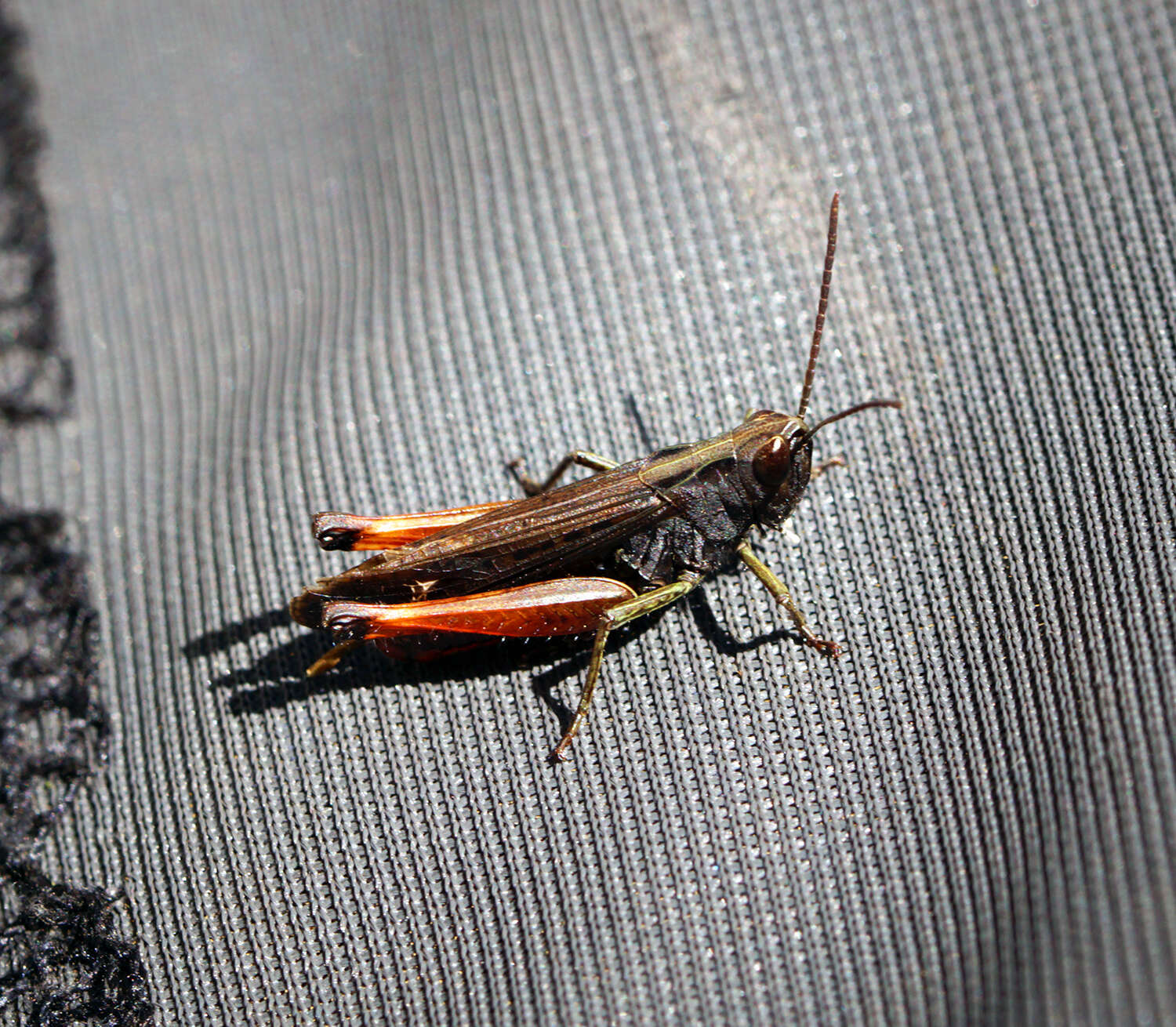 Image of woodland grasshopper