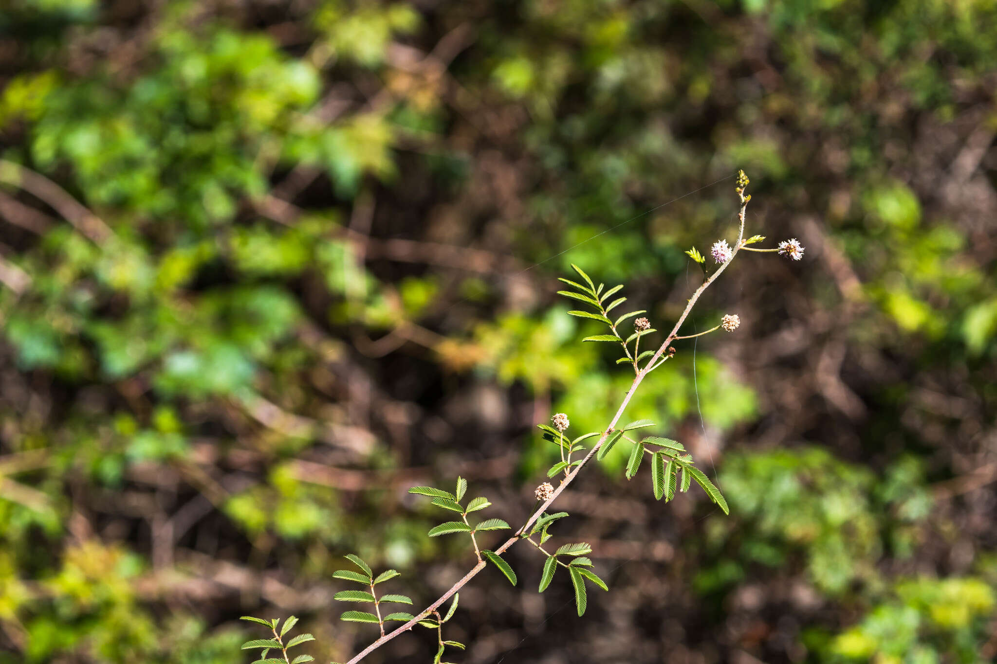 Mimosa asperata L. resmi