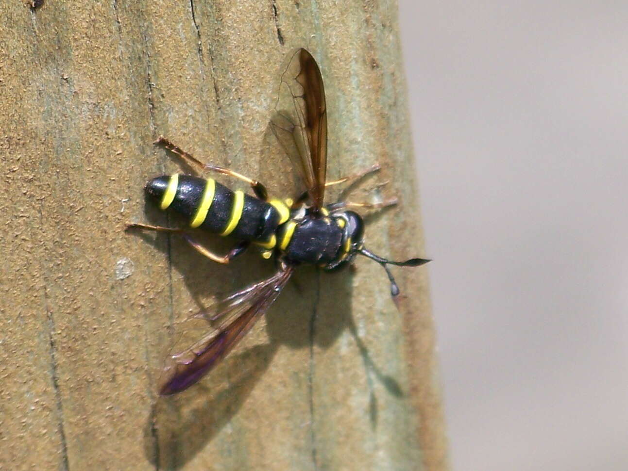 Image of Ceriana conopsoides (Linnaeus 1758)