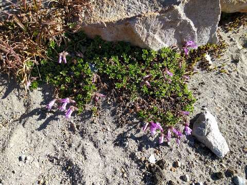 Image of Davidson's penstemon