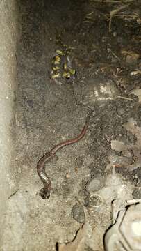 Image of Relictual slender salamander