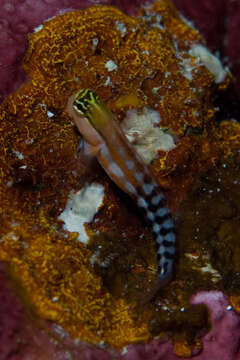 Image of Fiji clown blenny