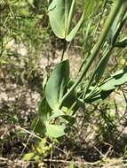 صورة Eustoma exaltatum subsp. russellianum (Hook.) Kartesz