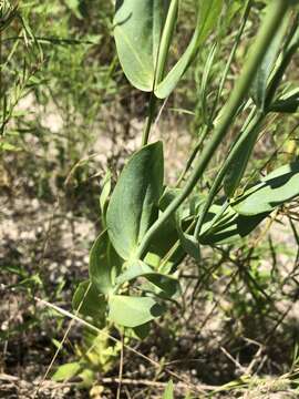 Image of showy prairie gentian