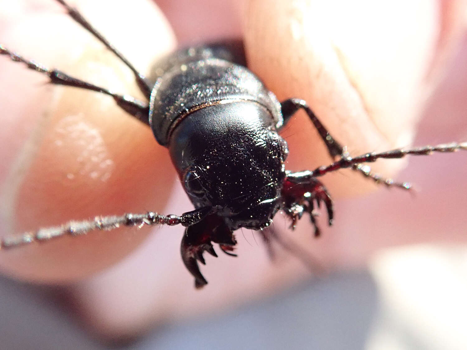 Image of Omus californicus Eschscholtz 1829