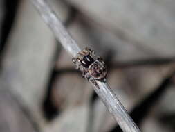 Image of Maratus volans (O. Pickard-Cambridge 1874)