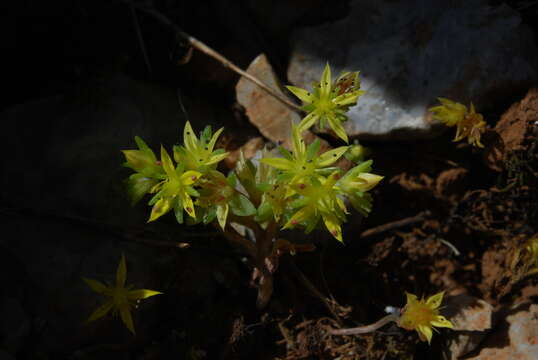 Image of Sedum praesidis H. Runemark & W. Greuter