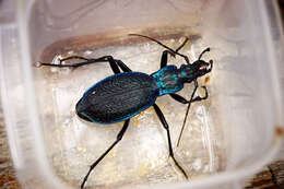 Image of Blue Ground Beetle