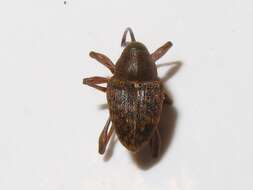 Image of Acorn weevil