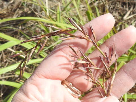 Image of lemon grass