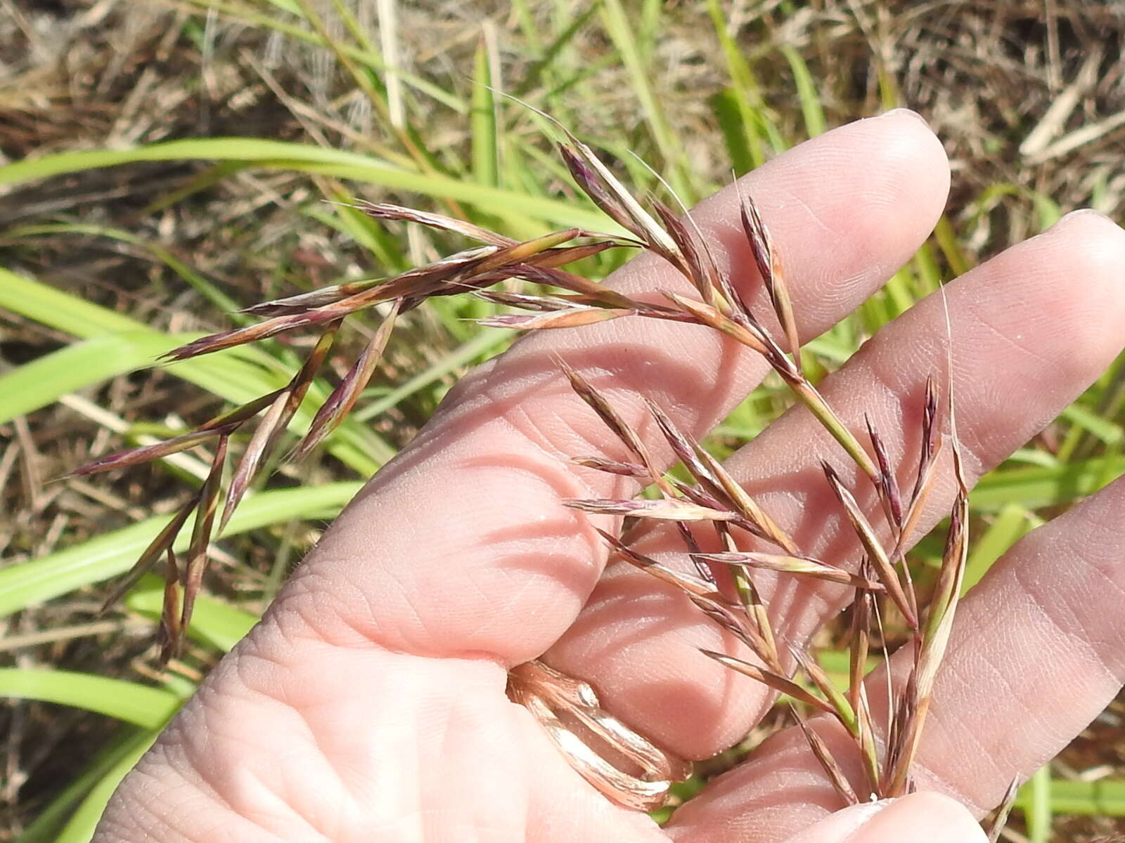 Cymbopogon citratus (DC.) Stapf resmi