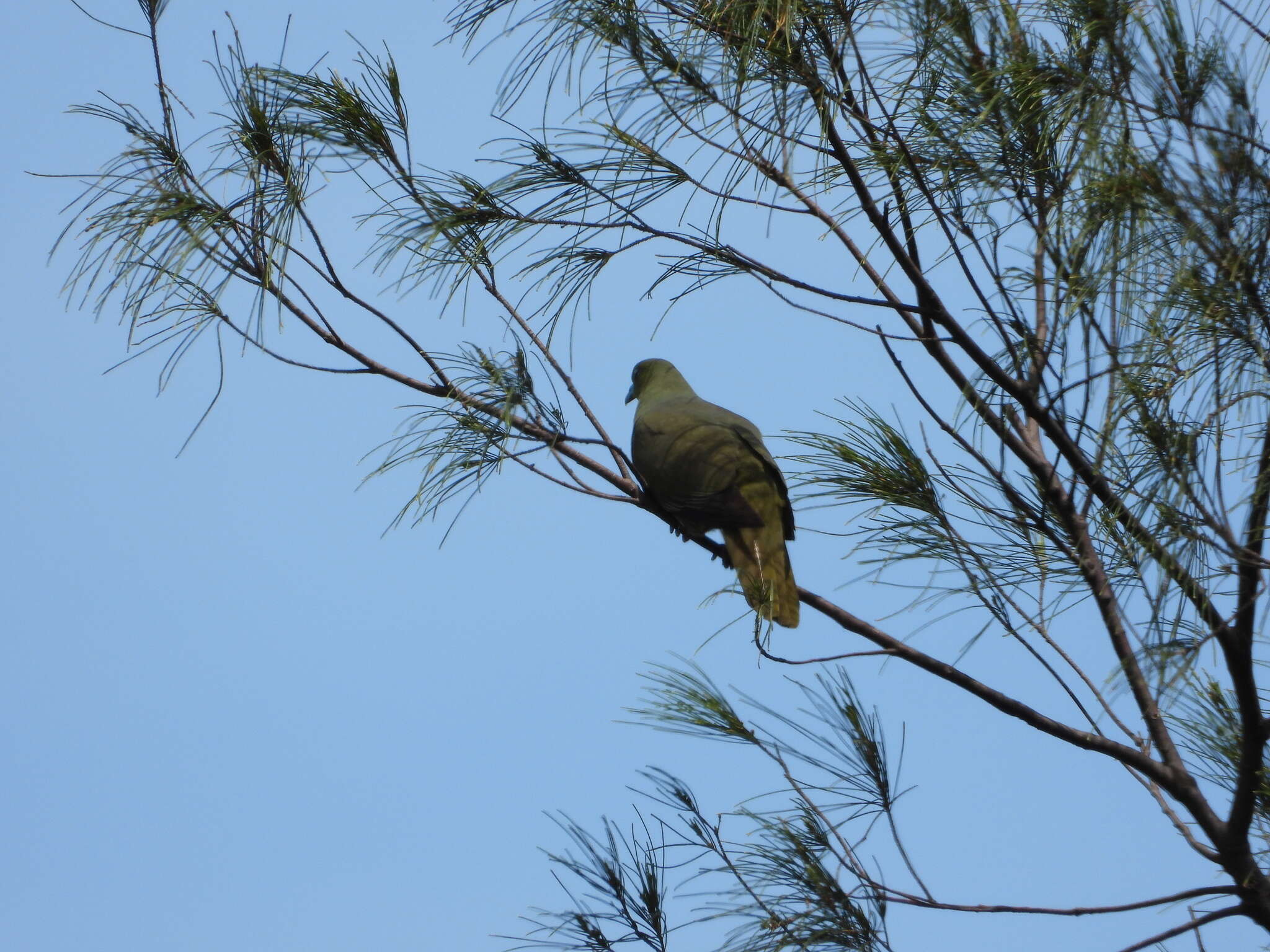 Image of Taiwan Green-pigeon