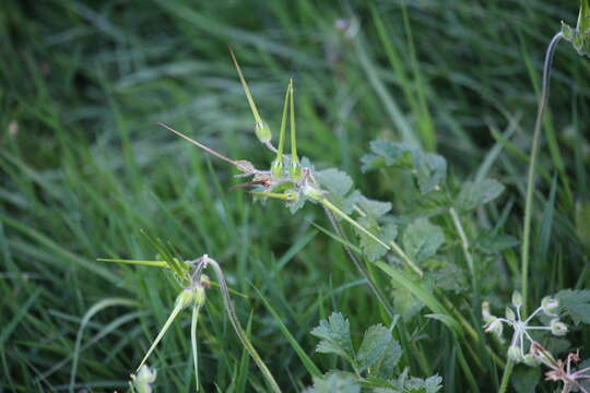 Image of musky stork's bill