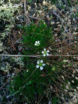 Image of Greenland stitchwort