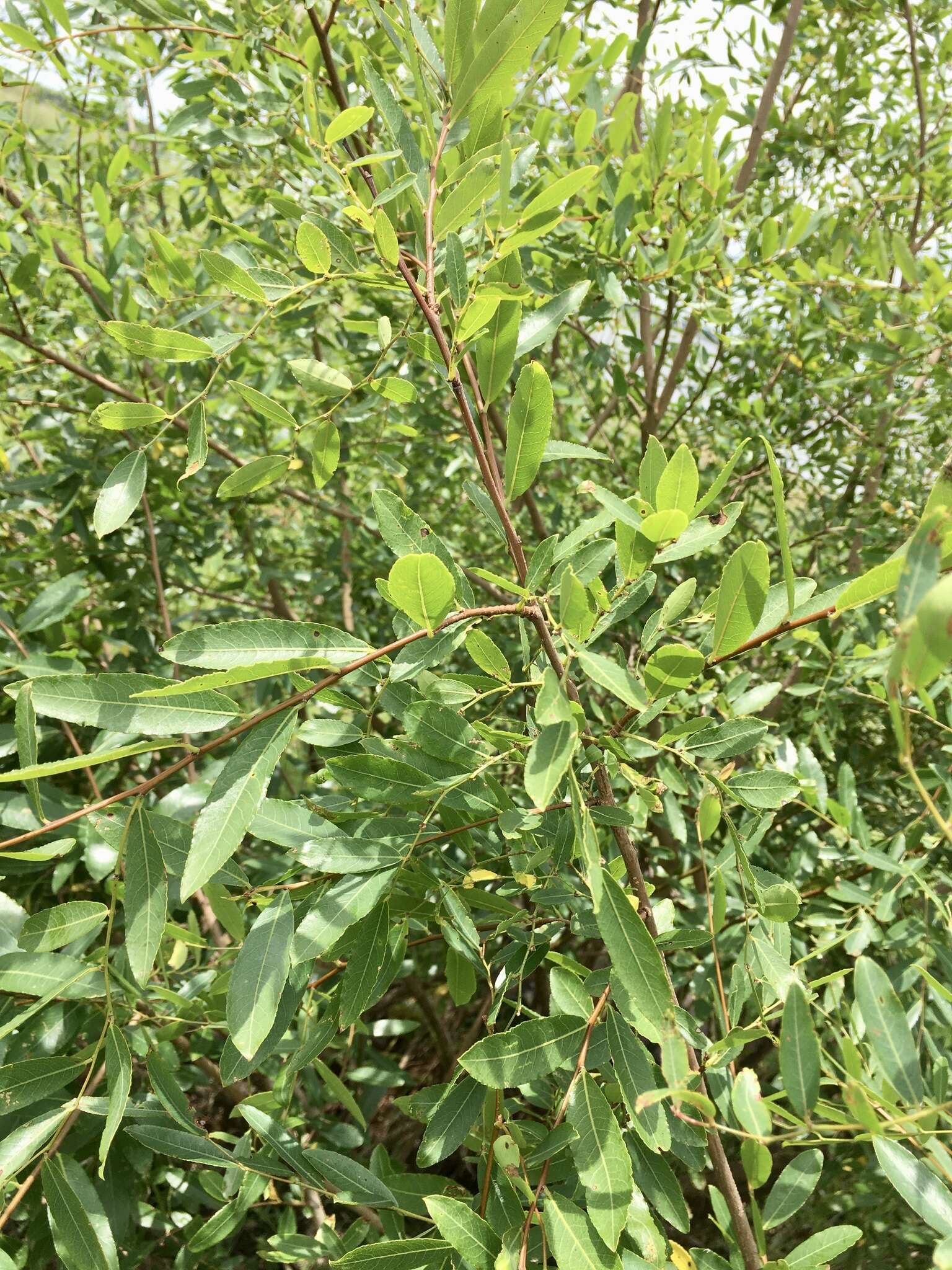 Image de Phyllanthus sellowianus (Klotzsch) Müll. Arg.