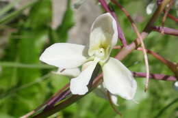 Image of Disa nivea H. P. Linder