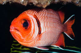 Image of Blacktip Soldierfish