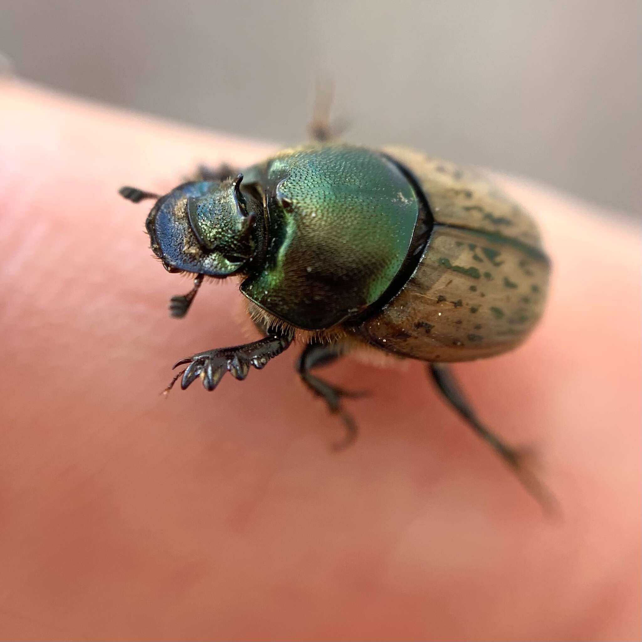 Image of Onthophagus (Palaeonthophagus) vacca (Linnaeus 1767)