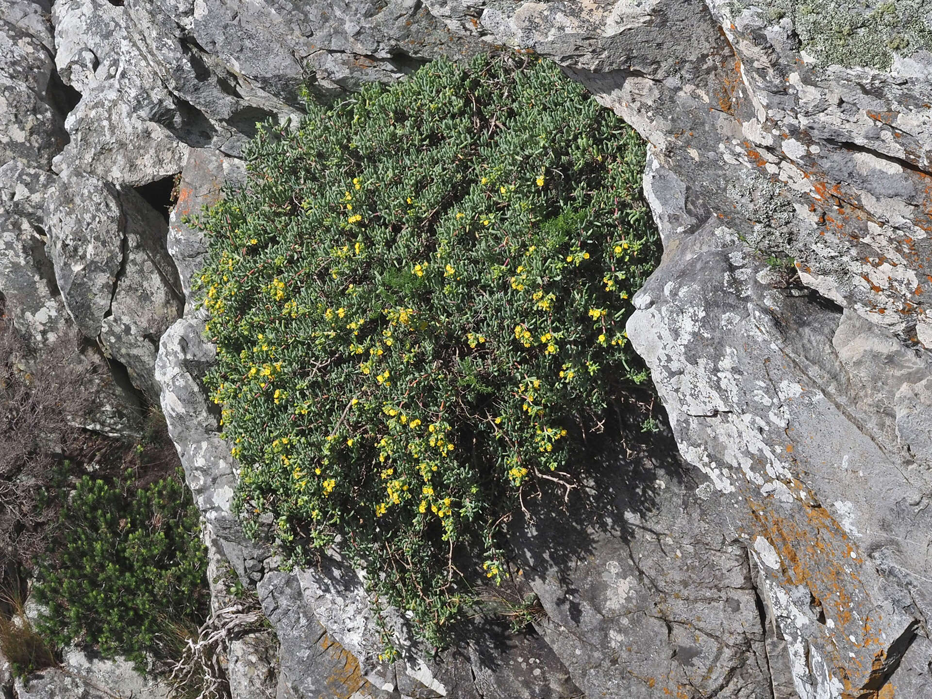 Imagem de Scopelogena verruculata (L.) L. Bol.