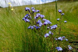 Imagem de Myosotis semiamplexicaulis DC.