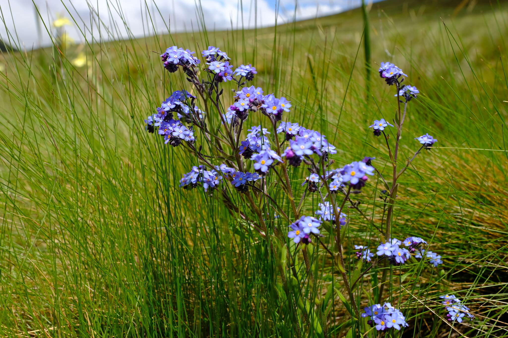 Imagem de Myosotis semiamplexicaulis DC.