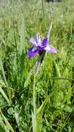 Plancia ëd Moraea sisyrinchium (L.) Ker Gawl.