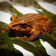 Image of Pristimantis permixtus (Lynch, Ruiz-Carranza & Ardila-Robayo 1994)