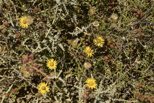 Sivun Xanthisma scabrellum (Greene) G. L. Nesom & B. L. Turner kuva