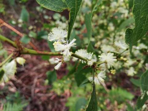 Image of Acacia urophylla Benth.