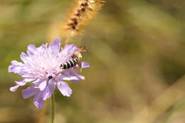 Halictus sexcinctus (Fabricius 1775)的圖片