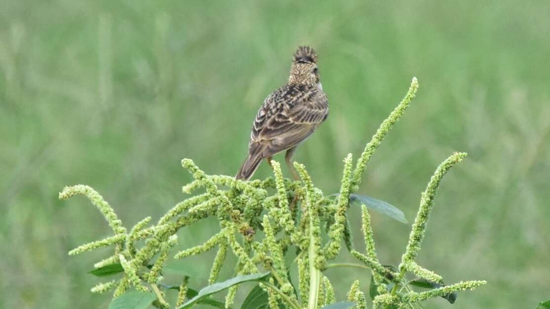 Image of Oriental Skylark