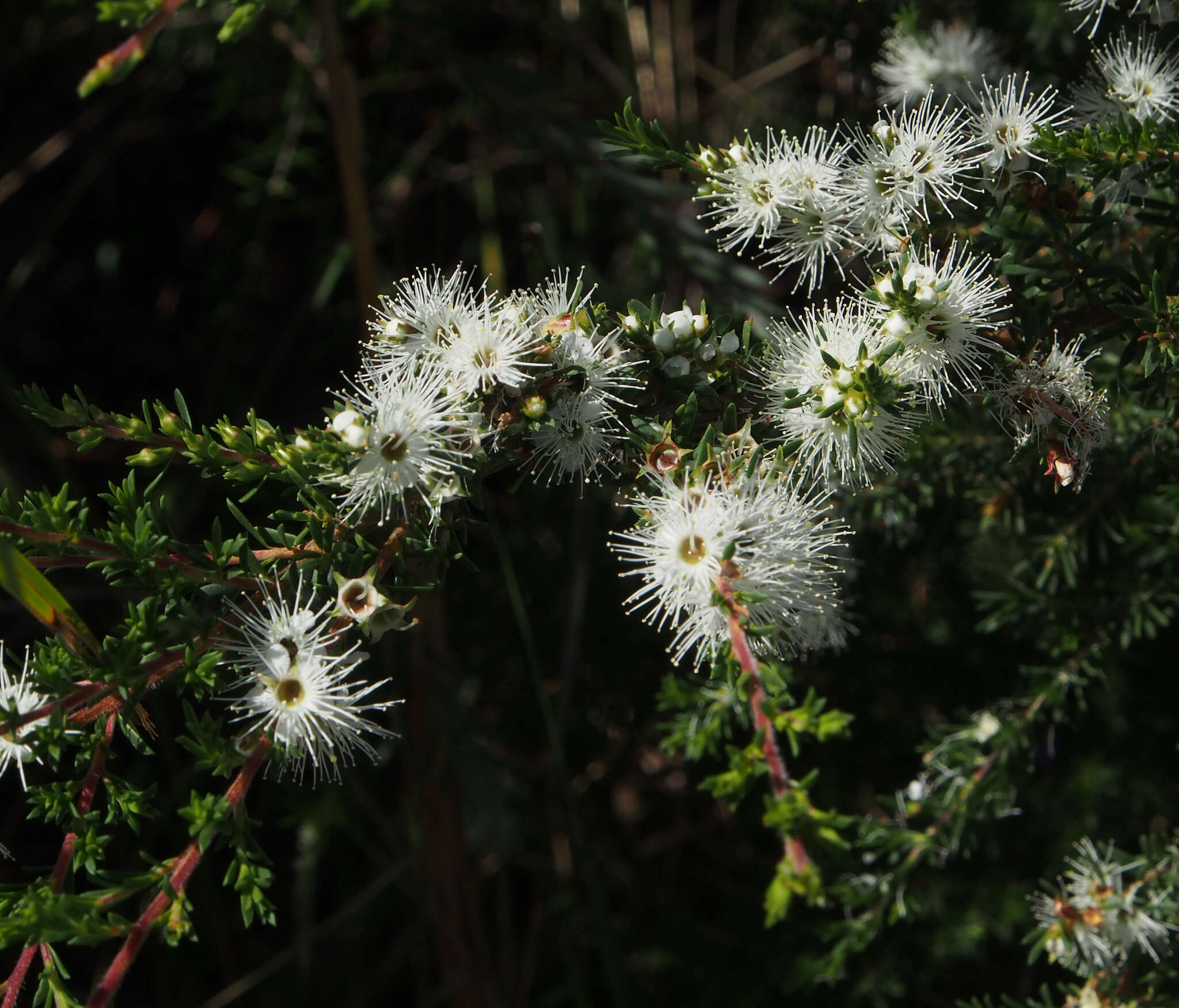 Image de Kunzea ambigua (Smith) Druce