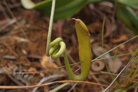 Image of Nepenthes vieillardii Hook. fil.