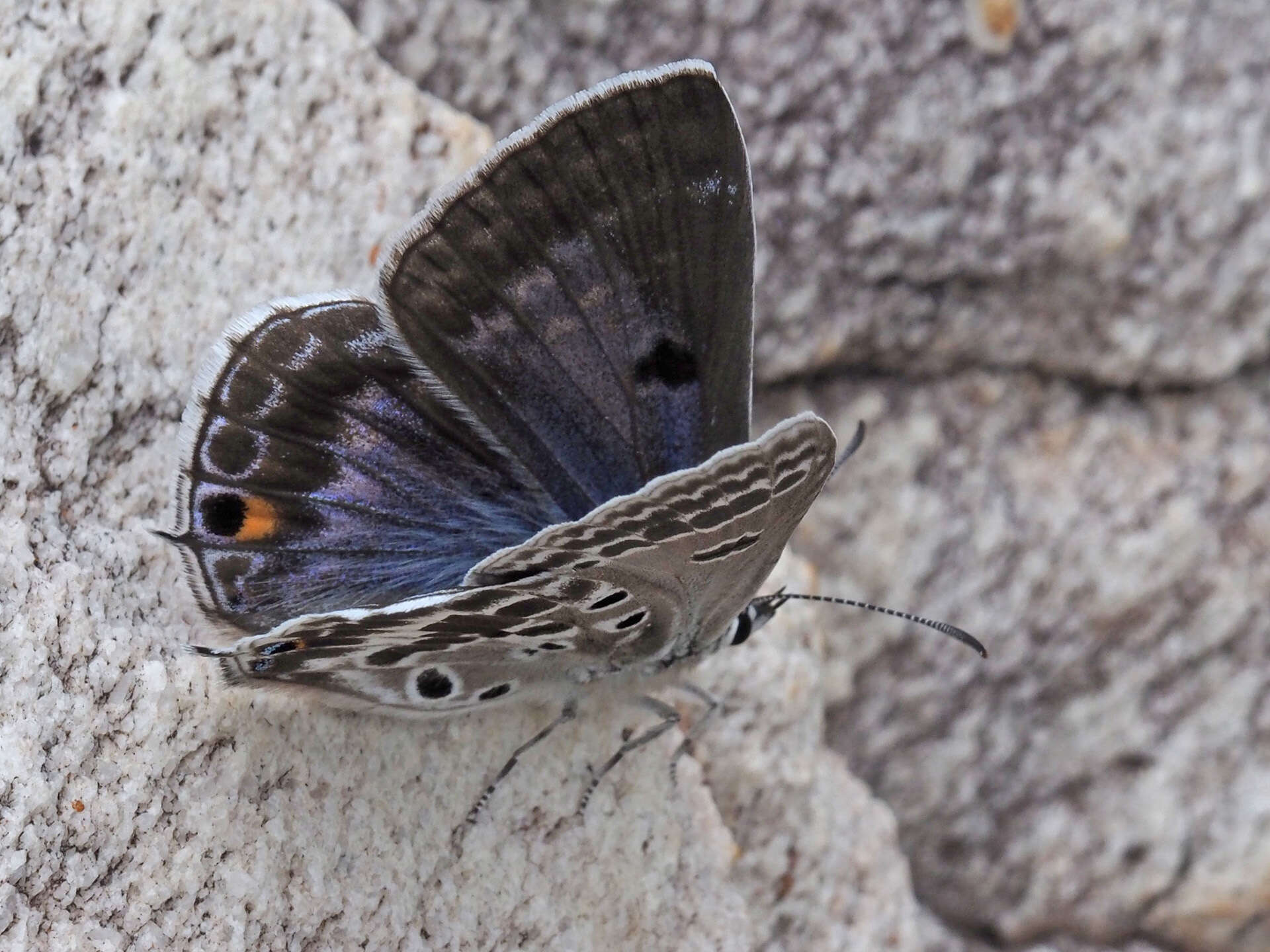 Image of Lepidochrysops patricia (Trimen 1887)