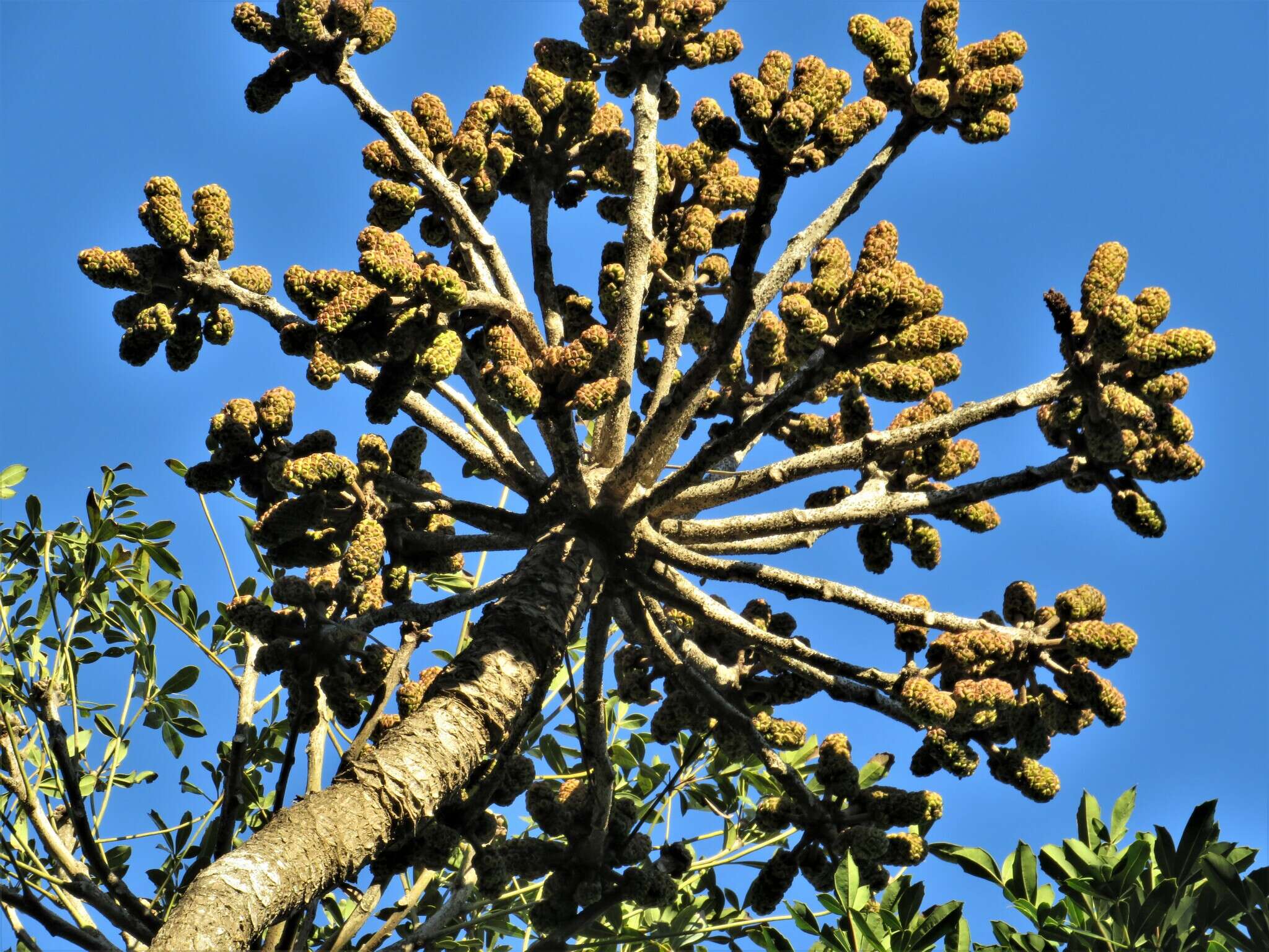 Image of Cussonia sphaerocephala Strey