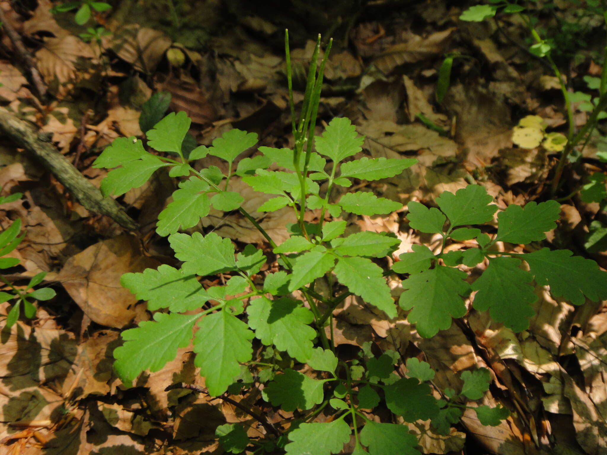 Plancia ëd Cardamine chelidonia L.