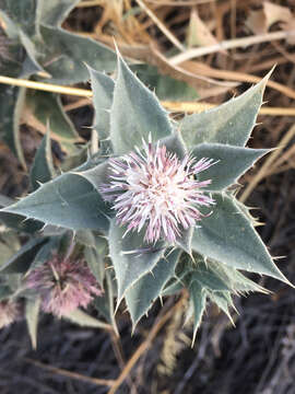 Image of Carthamus glaucus M. Bieb.