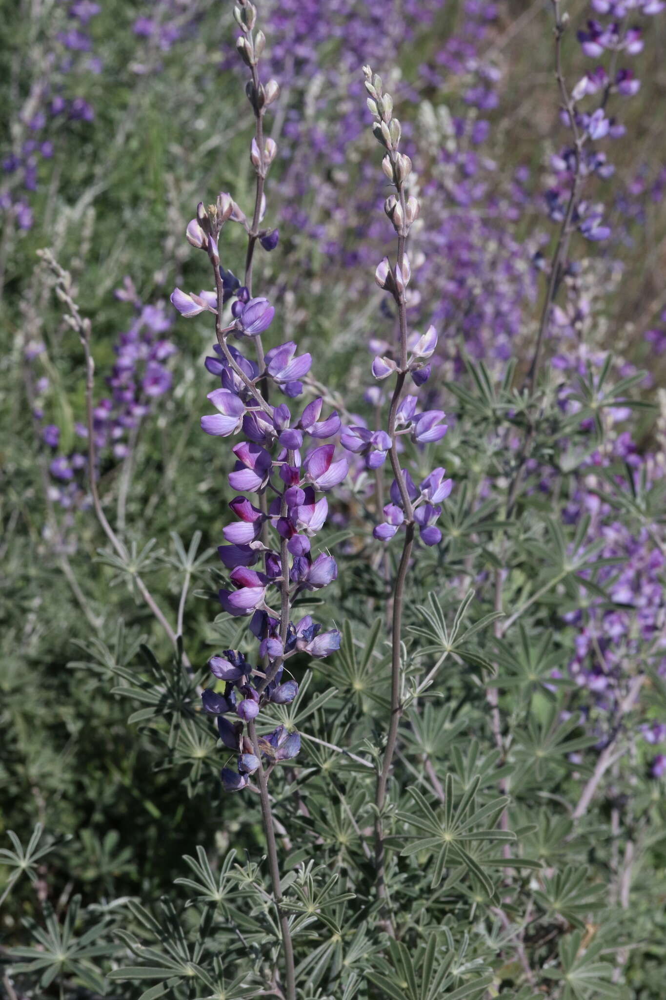 Imagem de Lupinus excubitus subsp. hallii (Abrams) D. B. Dunn