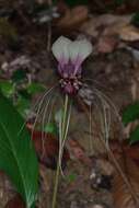 Image of Tacca integrifolia Ker Gawl.