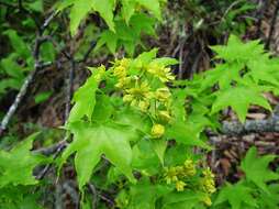 Image of Acer pictum C. P. Thunberg ex A. Murray