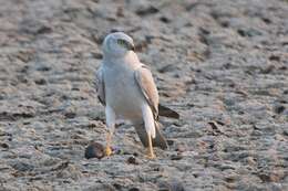 Image of Pallid Harrier