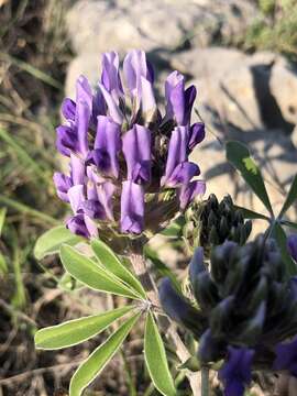 Imagem de Psoralea latestipulata var. appressa Ockendon