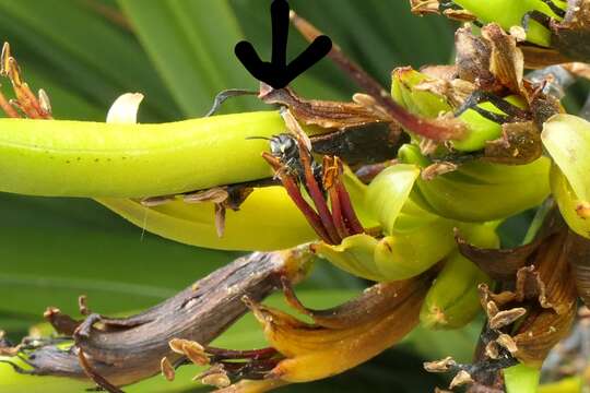 Image of Māori Masked Bee