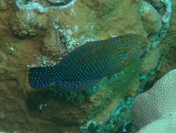 Image of Geoffroy's wrasse