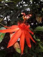 Image of Passiflora quadriglandulosa Rodschied