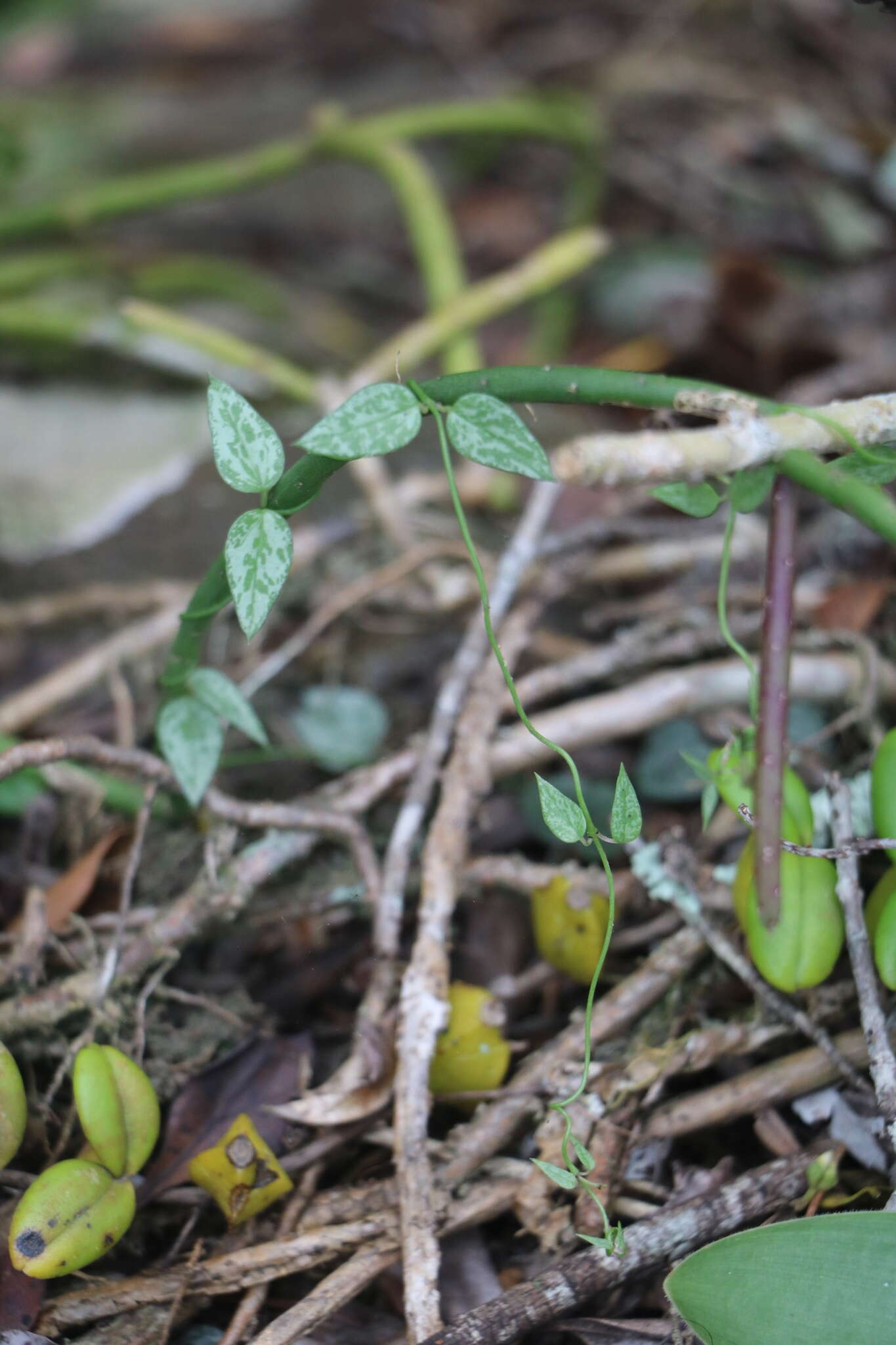 Image of Ceropegia linearis E. Mey.