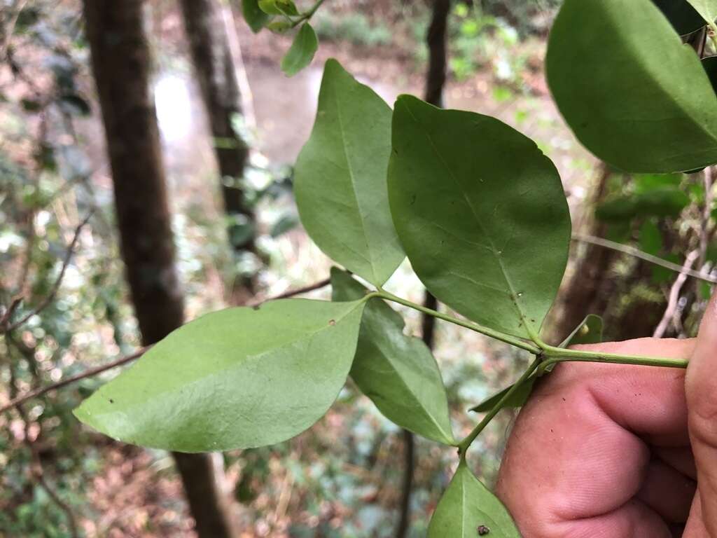 Plancia ëd Strychnos psilosperma F. Müll.