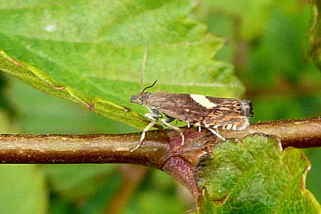 Image of Dichrorampha petiverella Linnaeus 1758