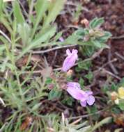 Imagem de Clinopodium suaveolens (Sm.) Kuntze